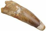 Fossil Spinosaurus Tooth - Huge Dinosaur Tooth #230547-1